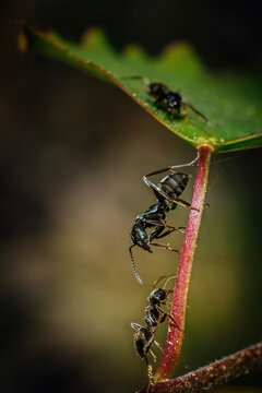Black ants on a green leaf and stem, Ants meet on a stalk