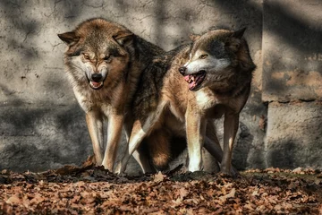 Foto op Canvas Two wolves (Canis lupus) near the wall in the leaves bared their teeth at the camera © Tomas Hejlek