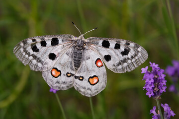 Mosel-Apollo (Parnassius apollo)  fliegt in Lavendelfeld im Moseltal