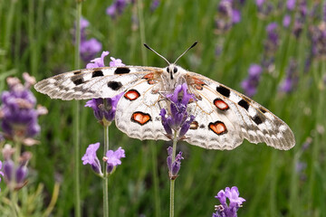 Mosel-Apollo (Parnassius apollo)  fliegt in Lavendelfeld im Moseltal