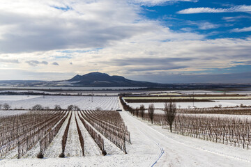 Winter vineyards under Palava near Sonberk, South Moravia, Czech Republic