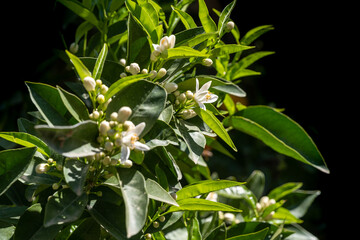 Fototapeta premium orange blossoms, 