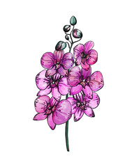 Beautiful magenta phalaenopsis orchid flowers. Hand-drawn purple flowers. Digital illustration.
