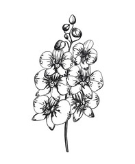 Phalaenopsis orchid isolated on white background. Beautiful hand drawn monochrome flowers. Digital materials. Coloring book for children.