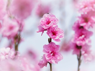 ピンクに咲き誇る桃の花