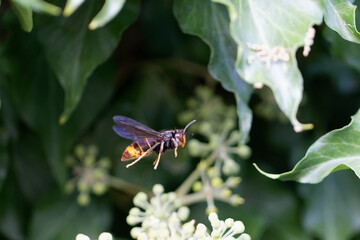 Frelon à patte jaune, Frelon asiatique Vespa velutina nigrithorax sur lierre