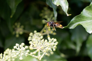 Frelon à patte jaune, Frelon asiatique Vespa velutina nigrithorax sur lierre