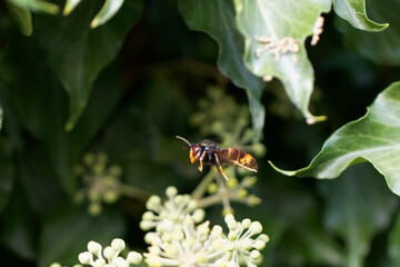 Frelon à patte jaune, Frelon asiatique Vespa velutina nigrithorax sur lierre
