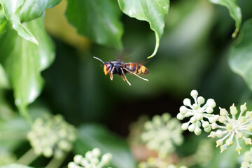 Frelon à patte jaune, Frelon asiatique Vespa velutina nigrithorax sur lierre