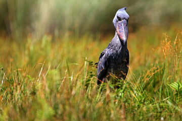 bec en sabot (balaeniceps rex) - shoebill (balaeniceps rex)