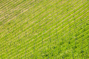 vineyard at the Austrian Slovenian border in Styria