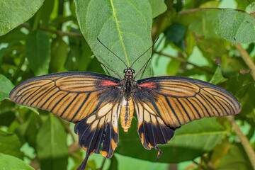 Asian Swallowtail Butterfly on a green leaf