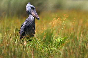 bec en sabot (balaeniceps rex) - shoebill (balaeniceps rex)
