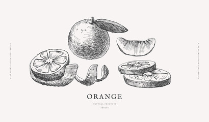 Hand-drawn citrus fruit orange. Exotic fruits, whole, and cut. Organic food concept. It can be used as a decoration element for markets, menus, and packaging. Vector botanical illustrations.