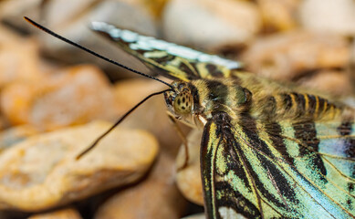 A very close up of a vibrant Clipper Butterfly