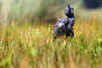 bec en sabot (balaeniceps rex) - shoebill (balaeniceps rex)