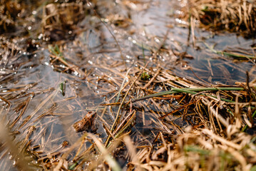 River among the trees in the spring or autumn season. Wildlife concept. Swamp in the forest. Wetlands are shrinking and threatened. The problem of ecology and drainage of rivers.