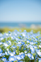 ひたち海浜公園 海と空とネモフィラ　