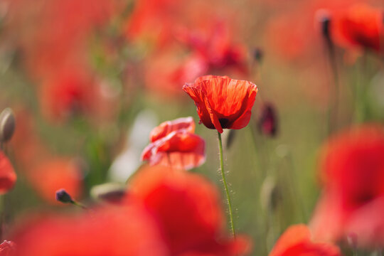 Closeup of the poppy flowers in springtime. Wild flower in all its glory. Beautiful poppy fields shot. Bright wild red poppies, growing in field. © Cristina