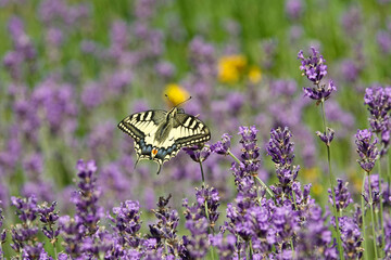 Schwalbenschwanz (Papilio machaon)