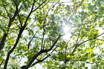 若葉から溢れる太陽の光