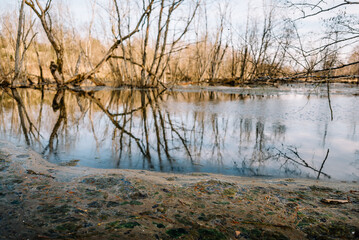 Fototapeta premium River among the trees in the spring or autumn season. Wildlife concept. Swamp in the forest. Wetlands are shrinking and threatened. The problem of ecology and drainage of rivers.