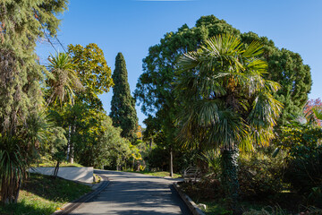Fototapeta premium Cupressus sempervirens or Italian cypress, Chinese privet (Ligustrum lucidum) among palm trees in public park incity of Sochi. Recreation place for citizens and guests of city. Landscape park.