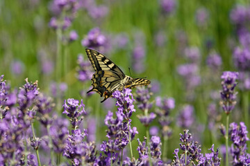 Schwalbenschwanz (Papilio machaon)