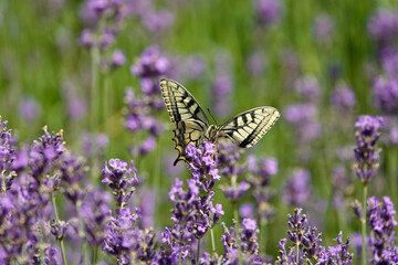Schwalbenschwanz (Papilio machaon)