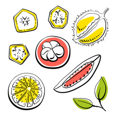 Top view of sliced tropical fruits. Colorful line sketch collection of fruits and berries isolated on white background. Doodle hand drawn fruits. Vector illustration