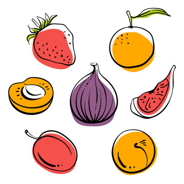 Strawberry, fig, plum, mandarin, apricot. Colorful line sketch collection of fruits and berries isolated on white background. Doodle hand drawn fruits. Vector illustration