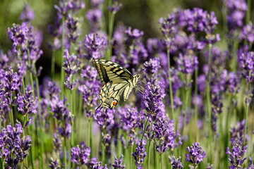 Schwalbenschwanz (Papilio machaon)