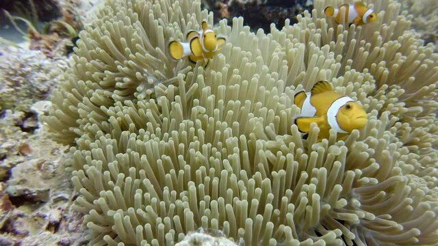 anemonefish (Amphiprionini) or clownfish at Sea anemone, diving in the colorful coral reef of Cabilao Island, Philippines, Asia