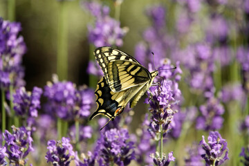 Schwalbenschwanz (Papilio machaon)