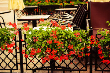 Fototapeta na wymiar Red pelargonium or geranium flowers and empty street café on a nice summer day