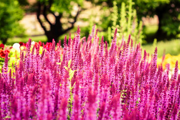 Obraz premium Beautiful lavender plant growing outdoor on a nice summer or spring day