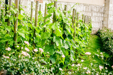 Obraz premium Beautiful lush green grape growing in the yard