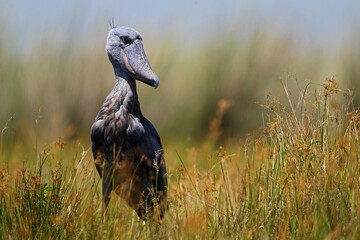 bec en sabot (balaeniceps rex) - shoebill (balaeniceps rex)