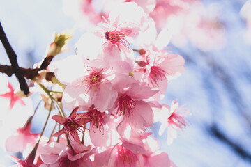 さくら さくら 桜 美しい 満開 綺麗 落ち着いた かわいい 花びら 花見