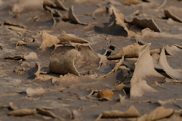 The dry soil and the cracked soil surface are curved and curled.