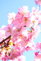 さくら 桜 サクラ 美しい かわいい 淡い 綺麗 花見 春 ピンク 新生活 