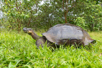 Fototapeta premium The most biggest turtle in the world. Galápagos giant tortoise, Chelonoidis niger. Galapagos Islands. Santa Cruz island.