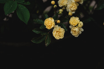 Rosa Banksiae pale yellow flowers