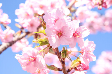 Fototapeta na wymiar さくら 桜 サクラ 満開 綺麗 落ち着いた 綺麗 美しい パステル 新生活 卒業 入学