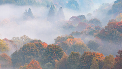 Fototapeta na wymiar Autumn in the mountains. Fog and colorful leaves. Autumn sunrise.