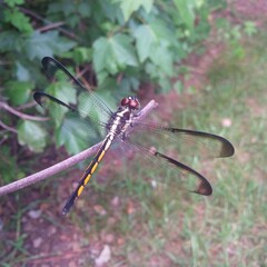 Close-up dragonfly on a twig.