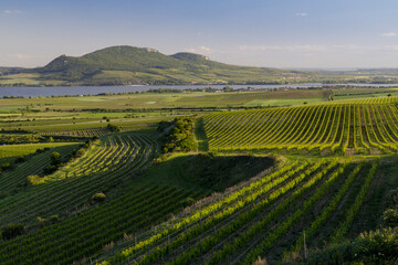 Fototapeta na wymiar Spring vineyards under Palava near Sonberk, South Moravia, Czech Republic