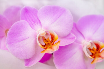 Obraz na płótnie Canvas The branch of purple orchids on white fabric background 