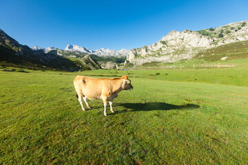 Asturian Mountain cattle cow sits on the lawn in a national park