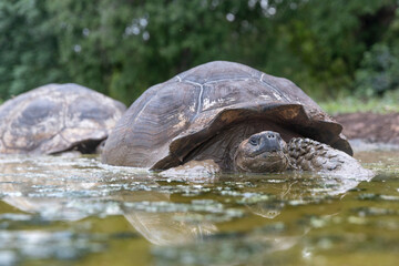 The most biggest turtle in the world. Galápagos giant tortoise, Chelonoidis niger. Galapagos Islands. Santa Cruz island.